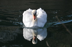 白鳥のいる湖