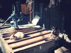 晴れた日に、カメラを持って