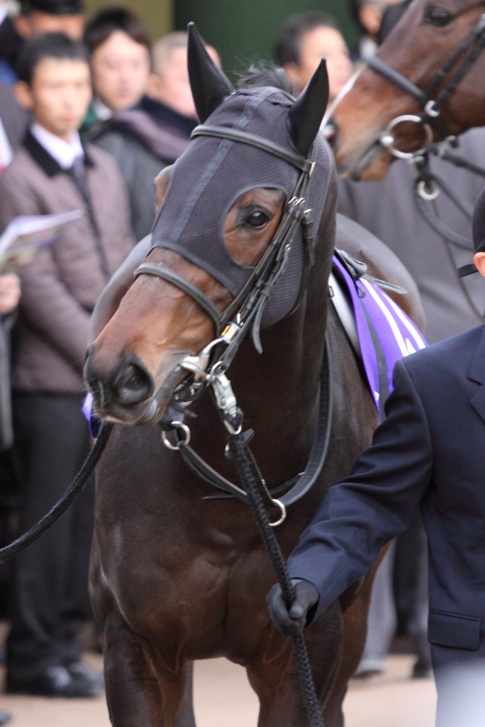 レッドデイヴィス　有馬記念パドック