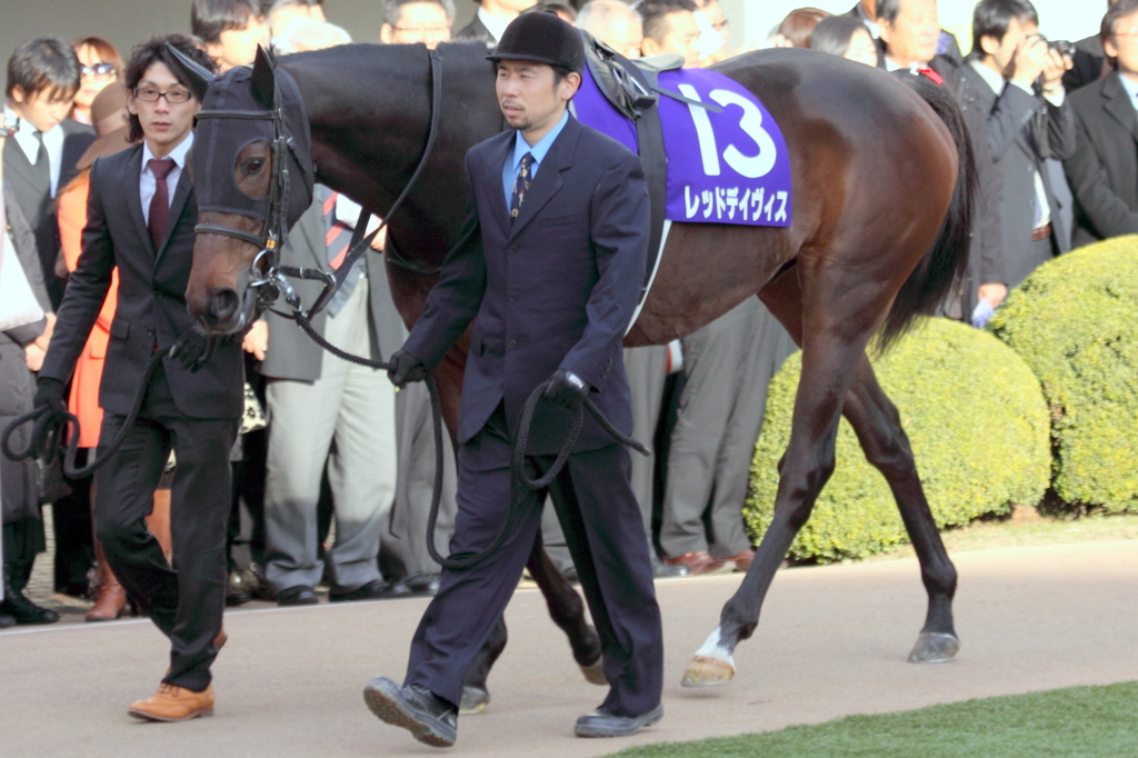 レッドデイヴィス　有馬記念パドック