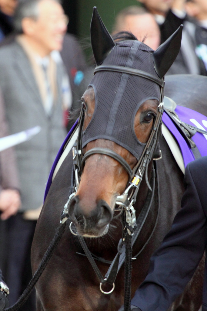 レッドデイヴィス　有馬記念パドック