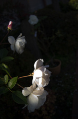 IMGP7987-1