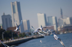 bird1-4