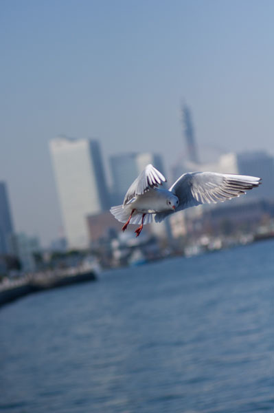 bird1-3