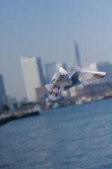 bird1-3