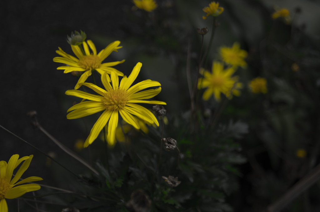IMGP7971-1