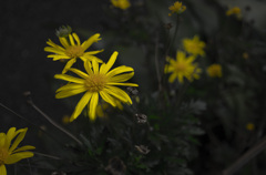IMGP7971-1