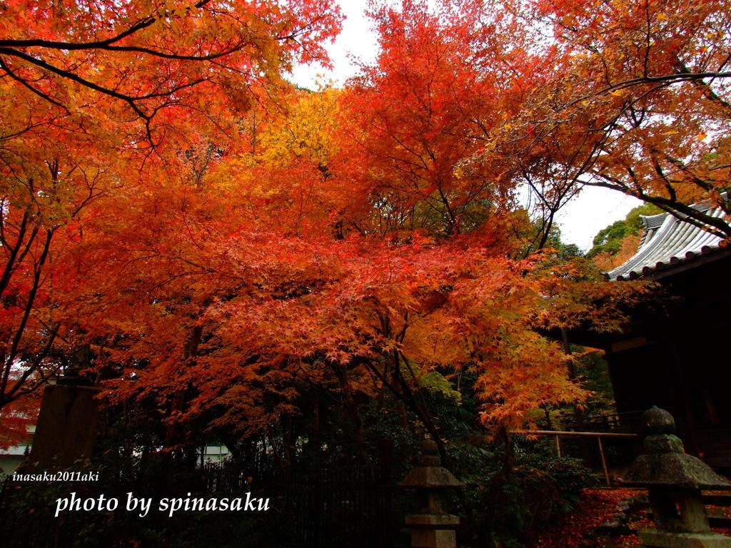 2011紅葉5