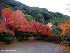 2011紅葉Ｘ