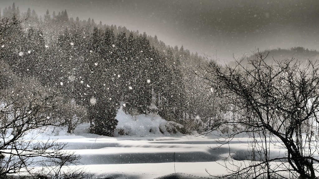 雪の朝