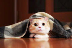 ぼくはココだよ！