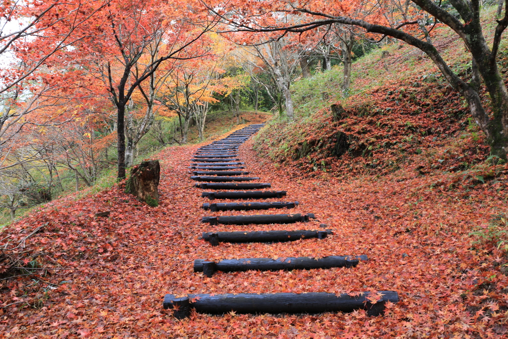 紅の絨毯