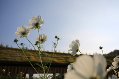 田園風景と秋桜