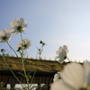 田園風景と秋桜