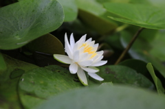 雨あがりの睡蓮