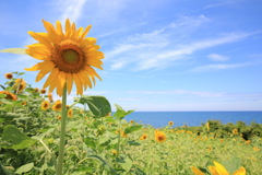 空と海と向日葵と