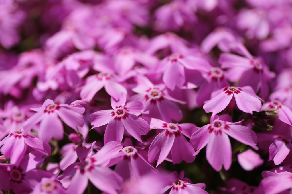 芝桜