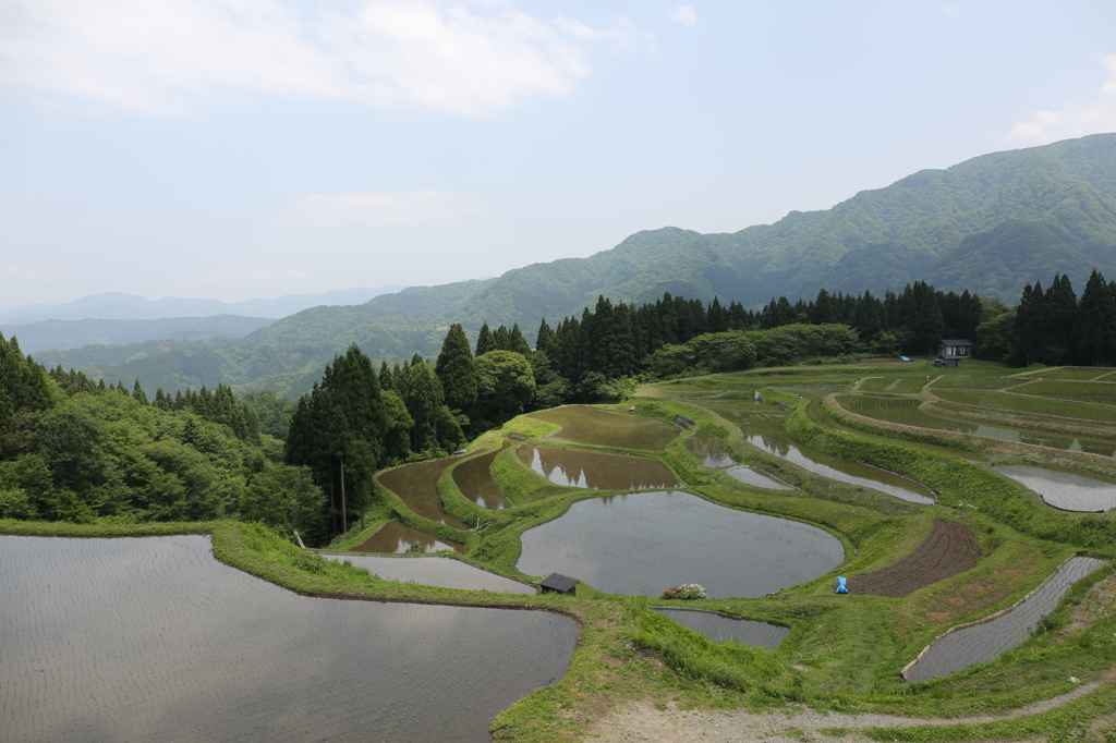 若苗の棚田