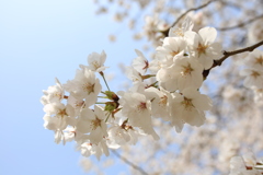 真白の春花