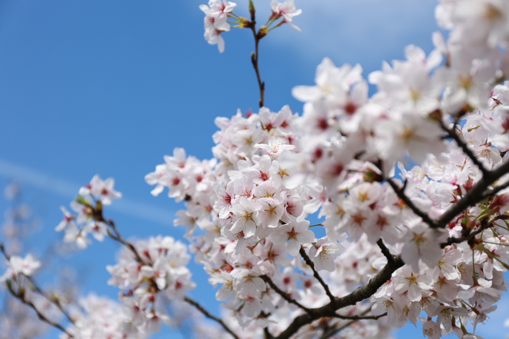 桜花
