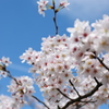 桜花
