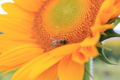 向日葵と蜂