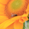 向日葵と蜂