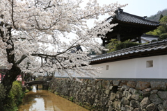 寺町の桜花2