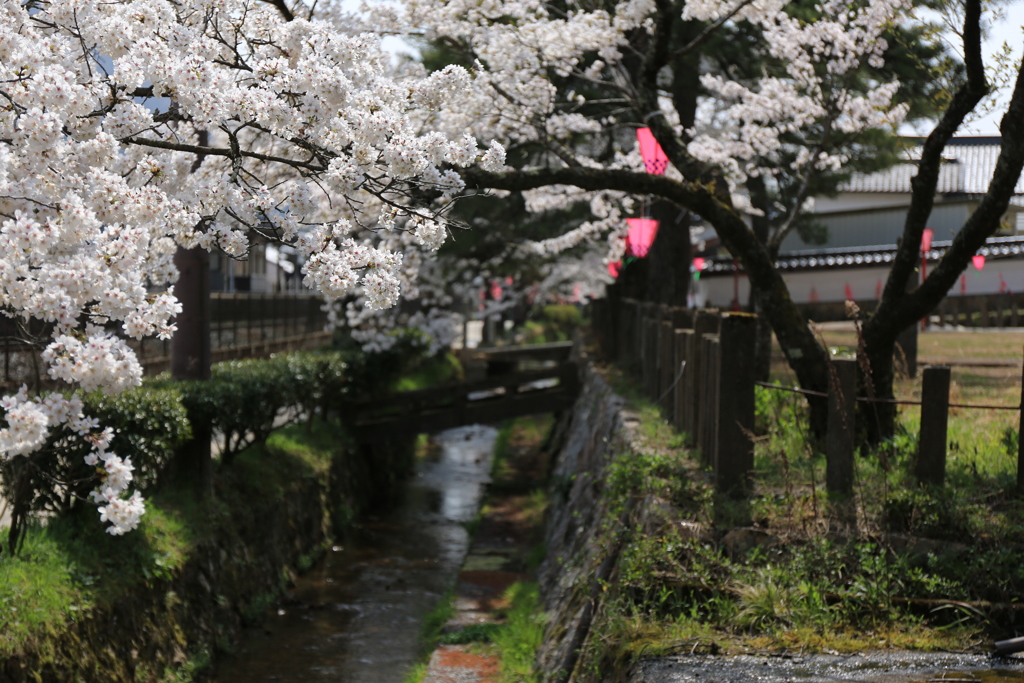 寺町の桜花1