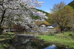 千年家と桜