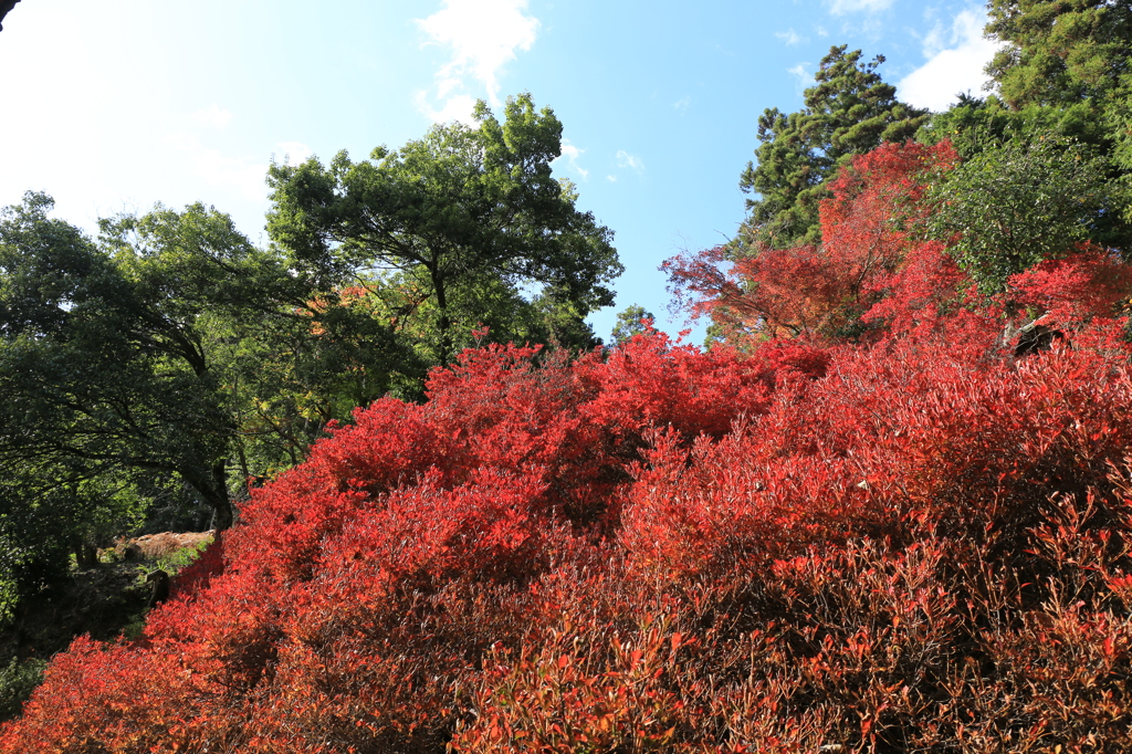 紅葉-ドウダンツツジ-