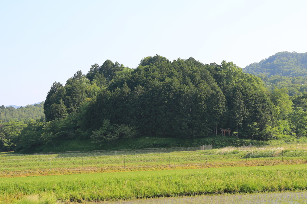 森と鳥居