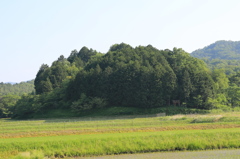森と鳥居