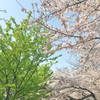 新入生と卒業生