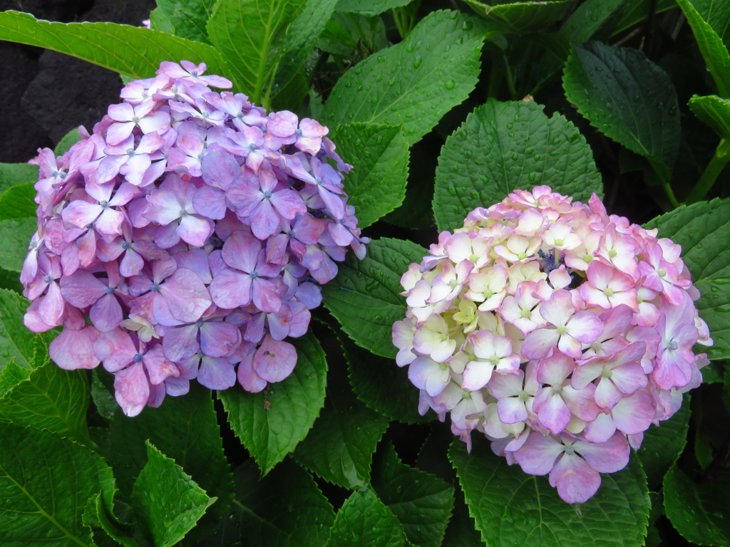 紫陽花