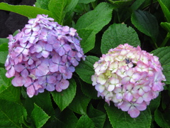 紫陽花