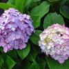 紫陽花
