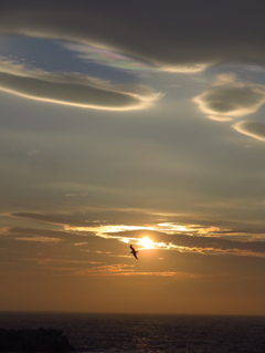 彩雲と鳥