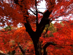 香嵐渓の紅葉