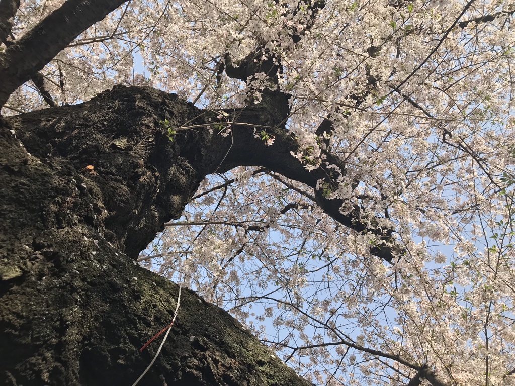 春満開