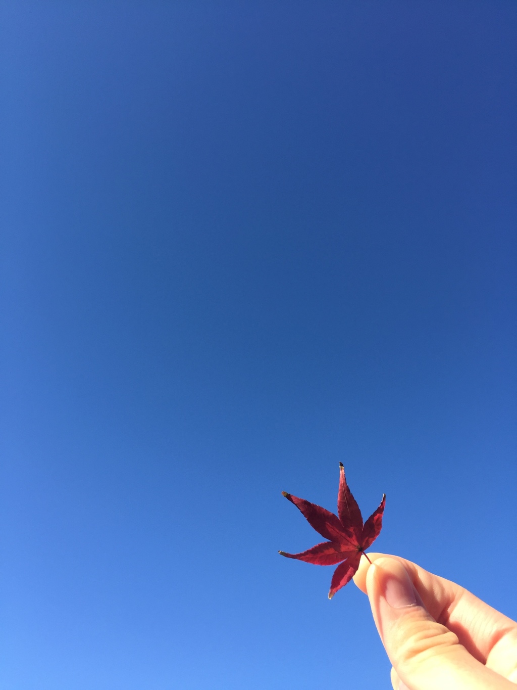 秋見っけ