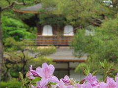 春の銀閣寺