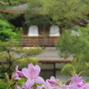 春の銀閣寺