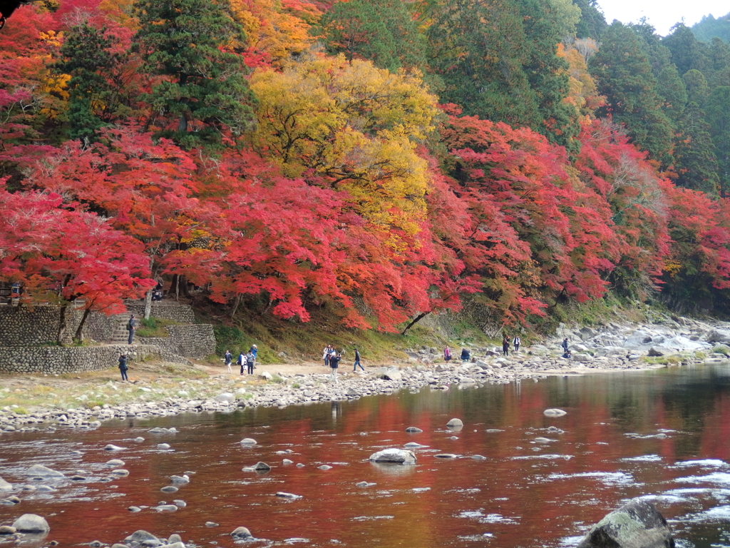 秋に染まる川