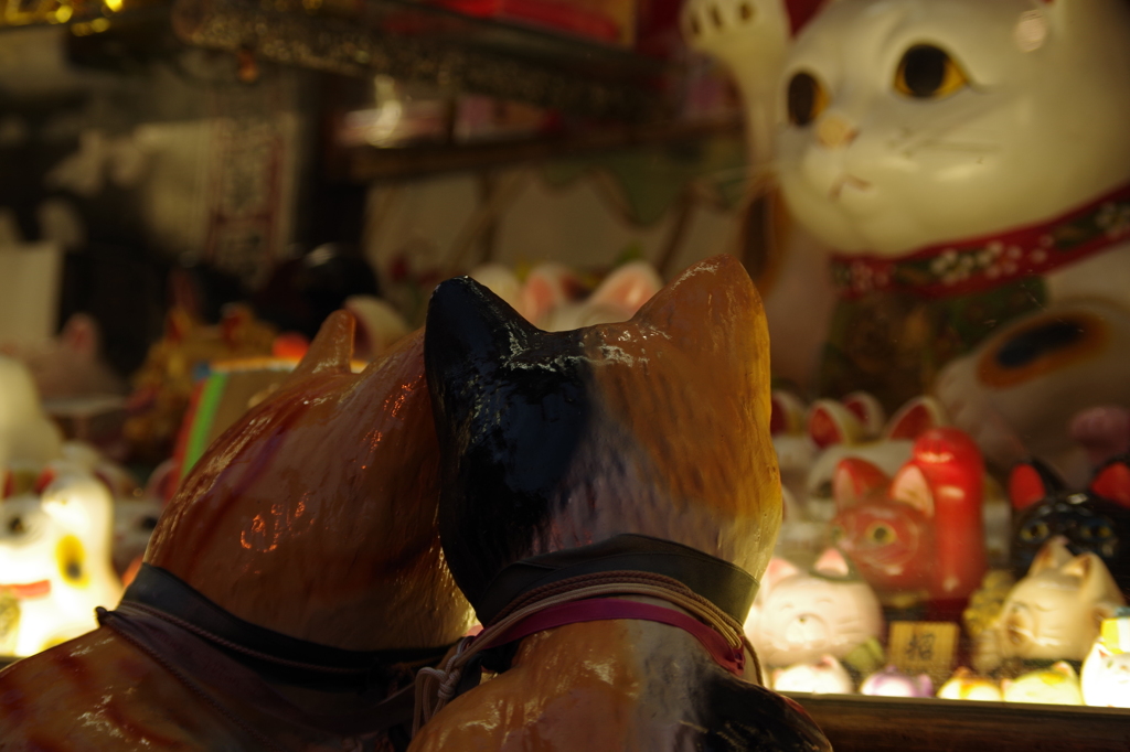 猫の世界