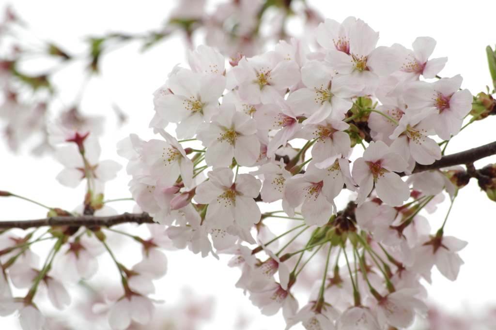 鈴鹿フラワーパーク_桜