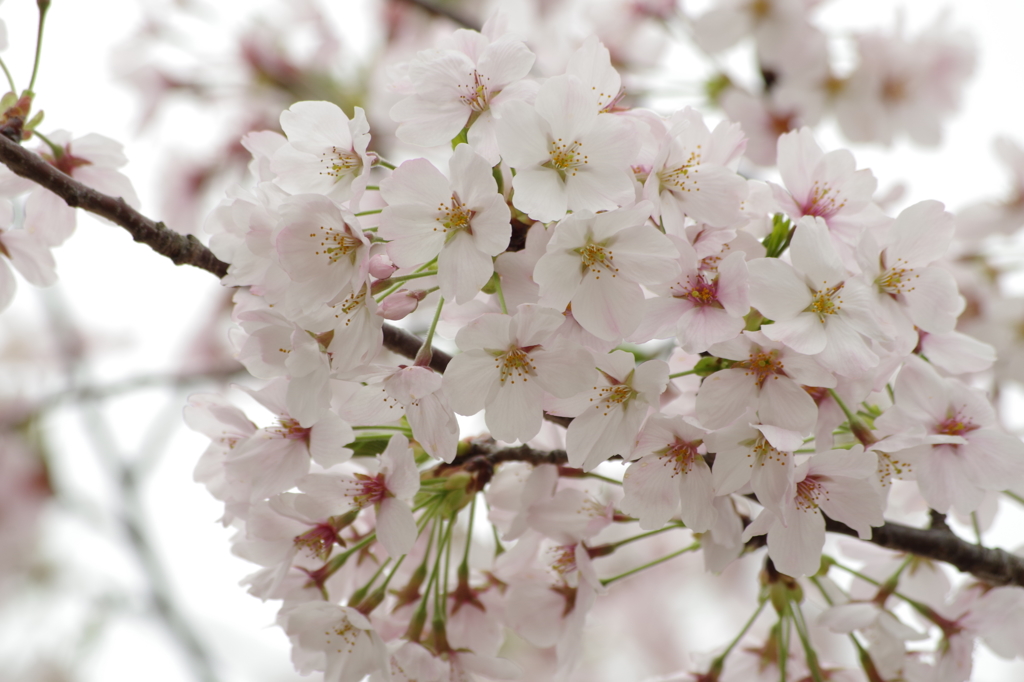 鈴鹿フラワーパーク_桜