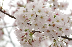 鈴鹿フラワーパーク_桜