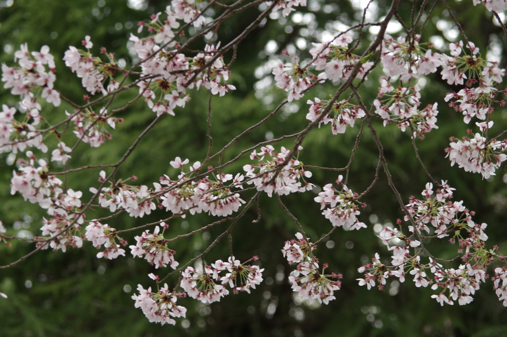 亀山公園　桜散る
