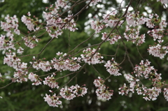 亀山公園　桜散る